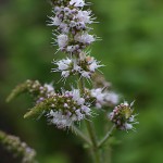 おらんだはっか（（阿蘭陀薄荷）Mentha spicata (2)