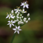 にら 韮）Allium tuberosum (5)