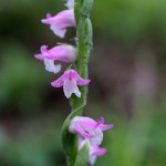 ねじばな（捩花） Spiranthes sinensis var. amoena (1)