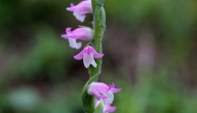 ねじばな（捩花） Spiranthes sinensis var. amoena (1)