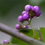 こむらさき（（小紫）Callicarpa dichotoma (5)