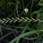 かもじくさ（髢草）Agropyron tsukushiense (1)