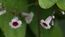 へくそかづら（（屁糞葛）Paederia scandens (2)