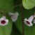 へくそかづら（（屁糞葛）Paederia scandens (2)