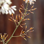 たけにぐさ（（竹煮草）Macleaya cordata (1)