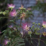 ねむのき（合歓の木）Albizia julibrissin (3)