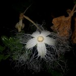 からすうり（烏瓜）Trichosanthes cucumeroides (1)