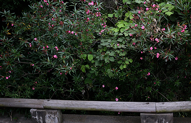 きょうちくとう（（夾竹桃）Nerium oleander var. indicum (3)