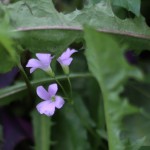 オキザリス ･トライアングラリスOxalis triangularis