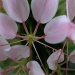 せいようふうちょうそう（西洋風蝶草）Cleome spinosa (3)