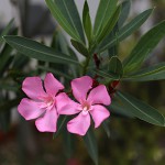 きょうちくとう（（夾竹桃）Nerium oleander var. indicum (2)