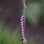 ねじばな（捩花） Spiranthes sinensis var. amoena (4)