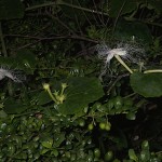 からすうり（烏瓜）Trichosanthes cucumeroides (7)