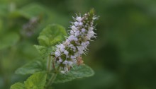 おらんだはっか（（阿蘭陀薄荷）Mentha spicata