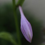 ぎぼうし（擬宝珠）Hosta