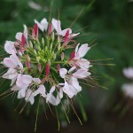 せいようふうちょうそう（西洋風蝶草）Cleome spinosa (2)