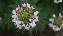 せいようふうちょうそう（西洋風蝶草）Cleome spinosa (2)