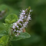 おらんだはっか（（阿蘭陀薄荷）Mentha spicata (3)