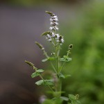 おらんだはっか（（阿蘭陀薄荷）Mentha spicata