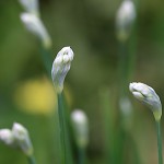 にら 韮）Allium tuberosum (3)