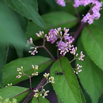 こむらさき（（小紫）Callicarpa dichotoma (2)