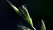 かもじくさ（髢草）Agropyron tsukushiense