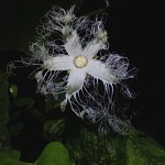 からすうり（烏瓜）Trichosanthes cucumeroides (3)