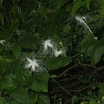 からすうり（烏瓜）Trichosanthes cucumeroides (5)