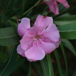 きょうちくとう（（夾竹桃）Nerium oleander var. indicum