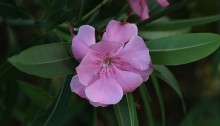 きょうちくとう（（夾竹桃）Nerium oleander var. indicum