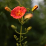 のうぜんかずら（（凌霄花）Campsis grandiflora (3)