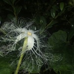 からすうり（烏瓜）Trichosanthes cucumeroides (6)