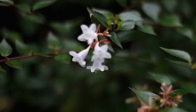 はなぞのつくばねうつぎ（花園衝羽根空木）Abelia × grandiflora (2)