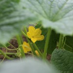 きゅうり（胡瓜 ）Cucumis sativus (3)