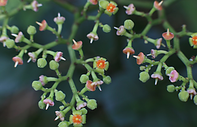 やぶからし（（薮芥子）Cayratia japonica (4)