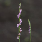 ねじばな（捩花） Spiranthes sinensis var. amoena (3)