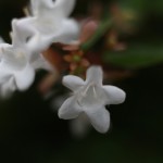 はなぞのつくばねうつぎ（花園衝羽根空木）Abelia × grandiflora (4)