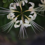 ひがんばな（彼岸花）Lycoris radiata