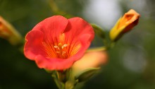 のうぜんかずら（（凌霄花）Campsis grandiflora (2)