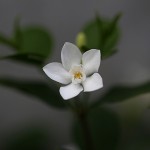 セイロンライティア（Wrightia antidysenterica (4)