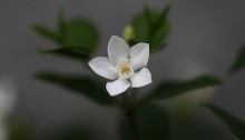 セイロンライティア（Wrightia antidysenterica (4)