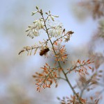 たけにぐさ（（竹煮草）Macleaya cordata (4)