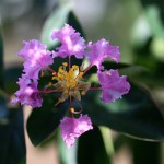 さるすべり（ （百日紅）Lagerstroemia indica