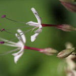 くさぎ臭木）Clerodendrum trichotomum (15)