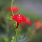 もみじばるこそう（紅葉縷紅草 ）Ipomoea coccinea (2)