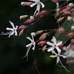 くさぎ臭木）Clerodendrum trichotomum (12)