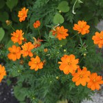 きばなこすもす（黄花秋桜）Cosmos sulphureus