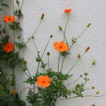 きばなこすもす（黄花秋桜）Cosmos sulphureus