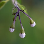 ひよどりごじょう（ 鵯上戸） Solanum lyratum (5)