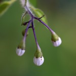 ひよどりごじょう（ 鵯上戸） Solanum lyratum (5)